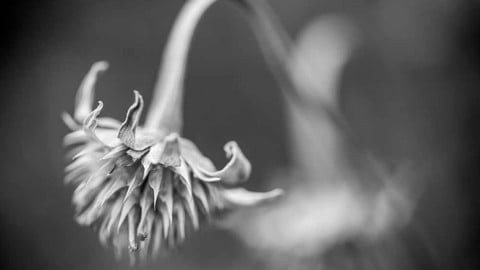 Macro Photography: Zero to Sixty
