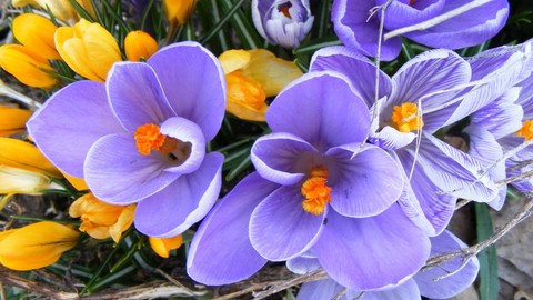 Corso sui Fiori di Bach con applicazioni radiestesiche
