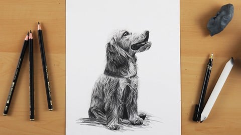 Drawing Made Clear: From Sketch to Realistic Animals