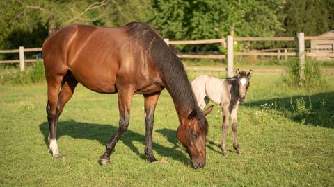 Introduction to Equine Assisted Therapy