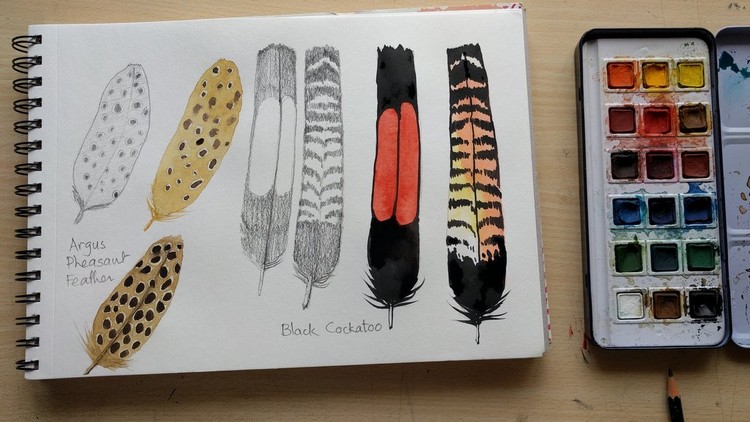 Sketchbook Everyday - Painting Feathers in Watercolor