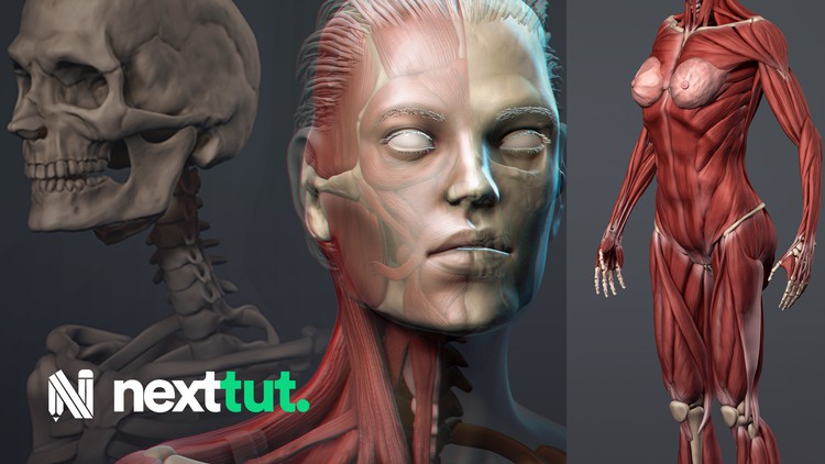 Female Anatomy Sculpting in Zbrush