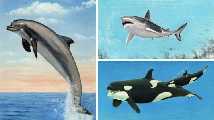 Learn To Draw Sea Life - Dolphin, Shark and Killer Whale