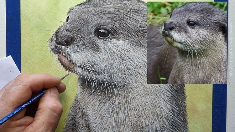How To Paint a Realistic Otter In Watercolour, Step by Step