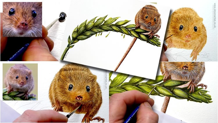 How To Paint in Watercolour a Realistic, Cute Harvest Mouse!