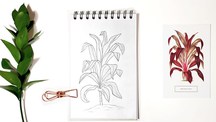 Botanical Line Drawing: Bent Leaves From Beginner To PRO