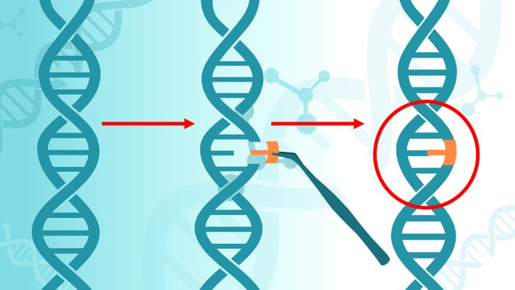 Biotechnology: Basics of gene cloning and gene therapy