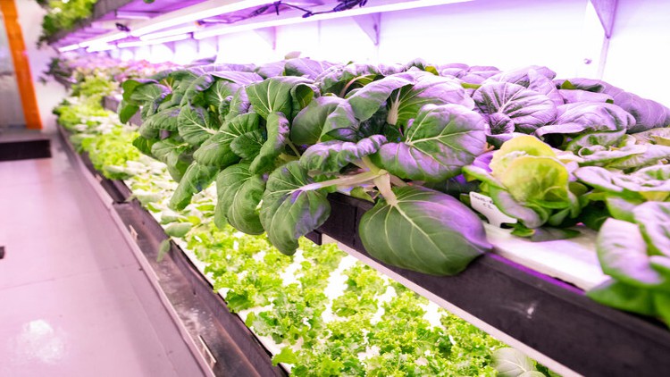 Modern Aquaponics Farming & Gardening