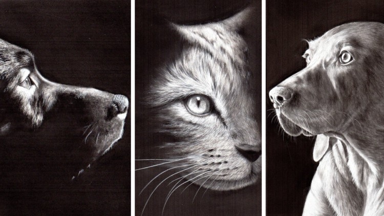 Draw AMAZING Black & White Pet Portraits - just 4 Pencils!