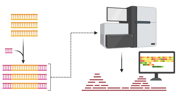 Next Generation Sequencing (NGS)