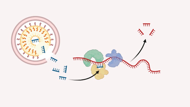 Molecular Biology: Mechanism of Gene Silencing