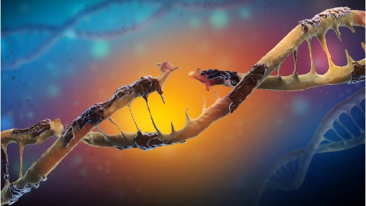 DNA Damage concepts