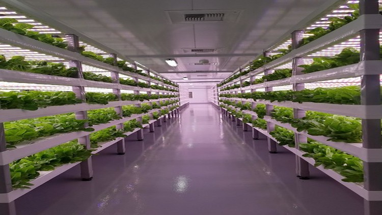 Vertical Farming Fundamental