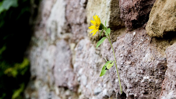 Das sechs Wochen Resilienz-Programm