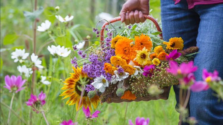 Cut Flower Garden for Beginners - From Seed to Bouquet