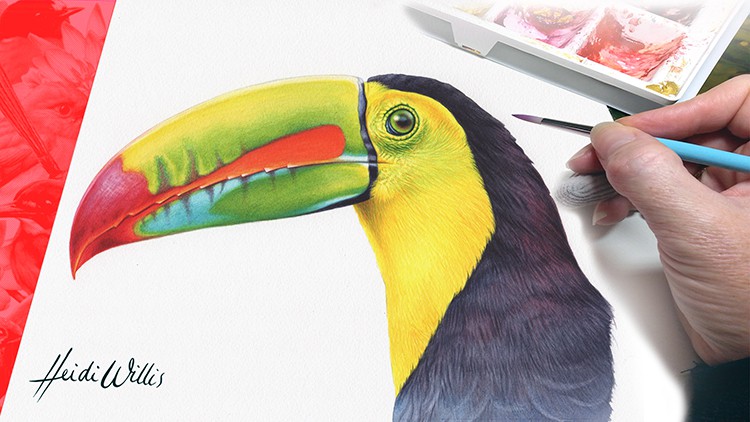 TOUCAN - Paint Realistic Watercolour and BIRDS