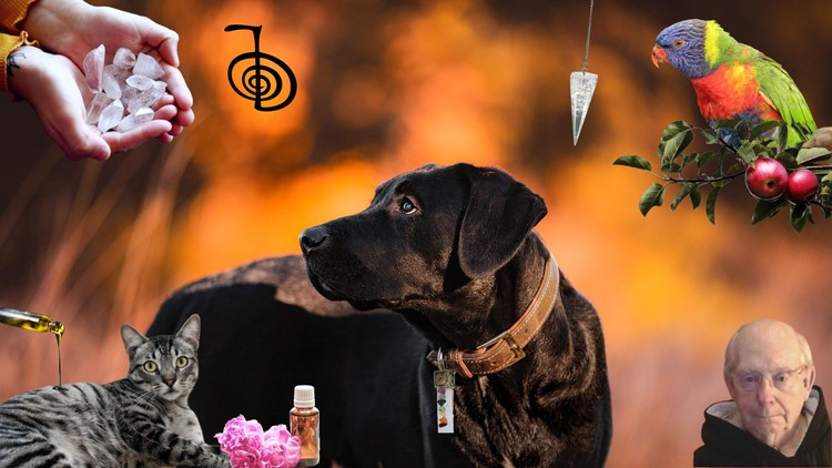 HEALING- THE SHAMAN'S WAY: HEALING ANIMAL CHAKRAS