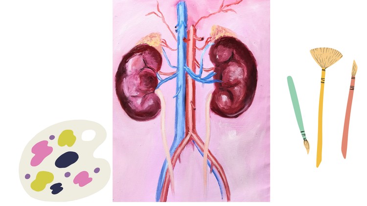 How to  paint kidneys anatomically with oil colors