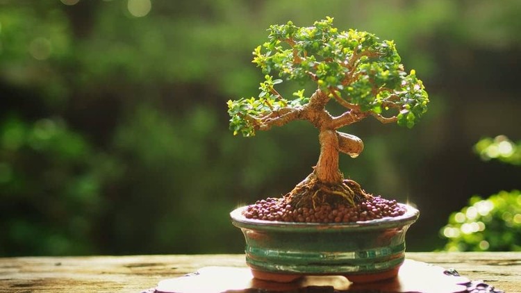 Discover the Art of Bonsai - The Ultimate Beginners Guide