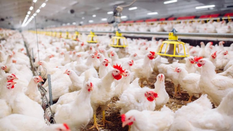 Poultry Farming Finance