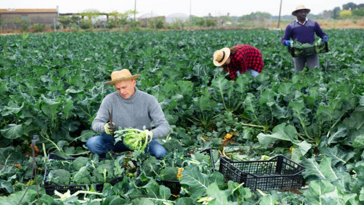 Subsistence Farming