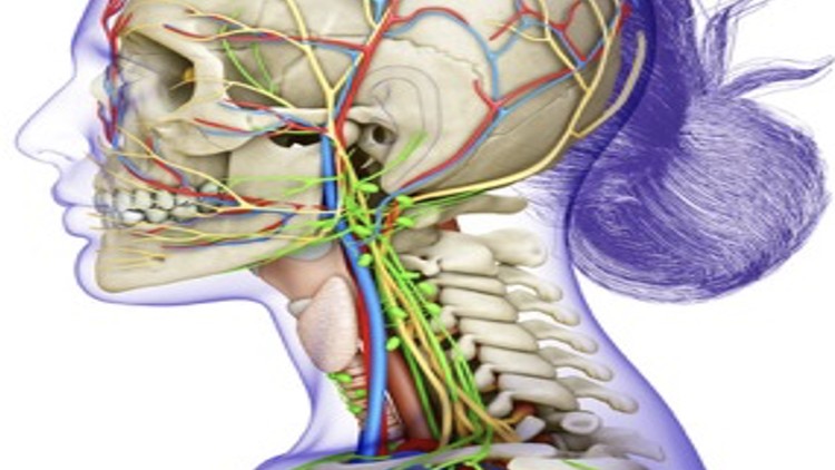 Massage Assessment: Neck (TMJD) NCBTMB AP #1000799 CEU 9