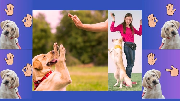Transform Your Dog's Behavior Through Communication,Training