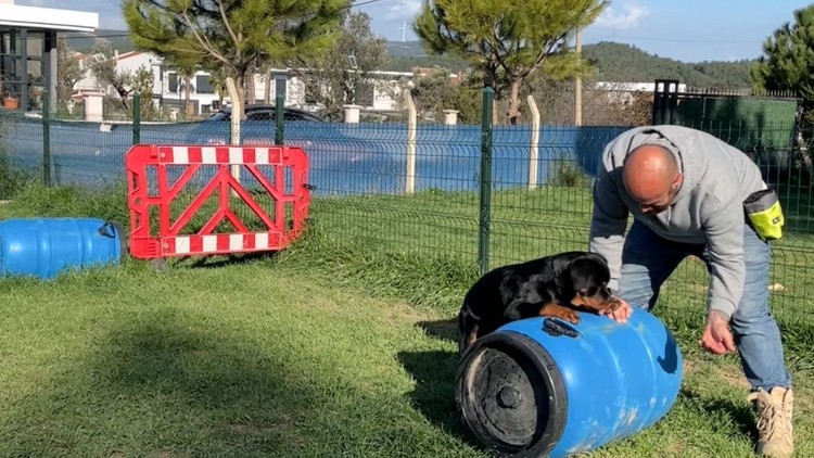 Köpek Eğitmenlik Eğitimi - Detaylı İçerik